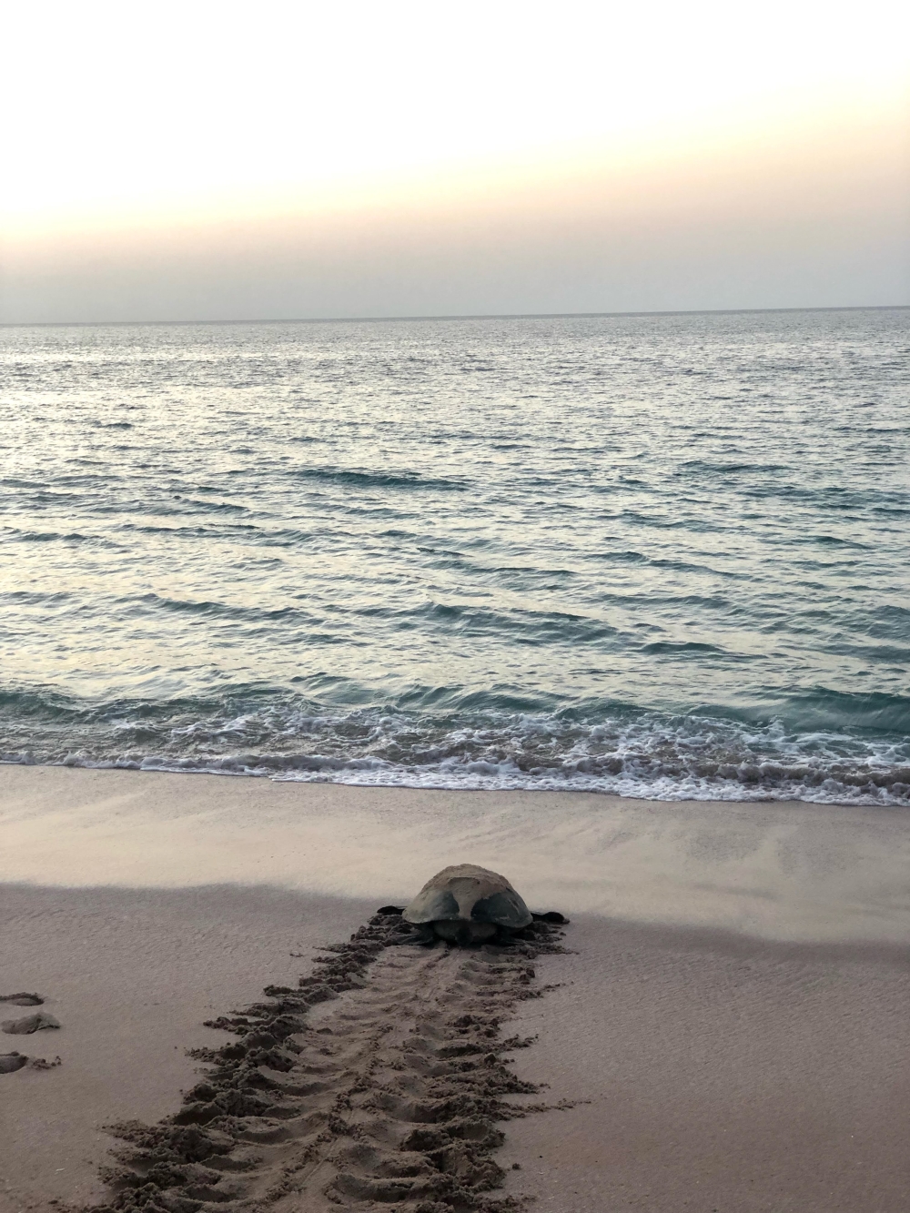 Turtles hatch at the famous turtle beach in Ras Al Jinz, Sur