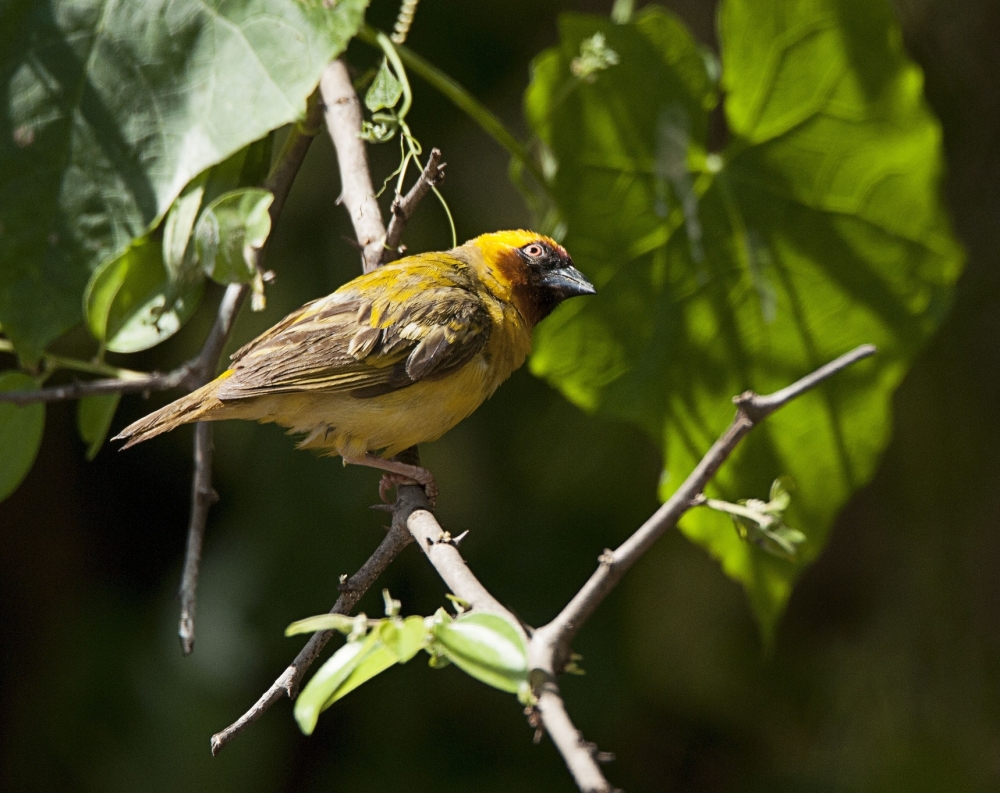 The Rüppell's Weaver (Ploceus galbula) is a bird commonly found in the forests and valleys of Dhofar Governorate