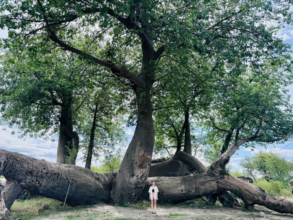 The Dorsland Tree, a baobab in Nyae Nyae Conservancy in Namibia, has collapsed several times but is regrowing. (Sarah Venter via The New York Times)