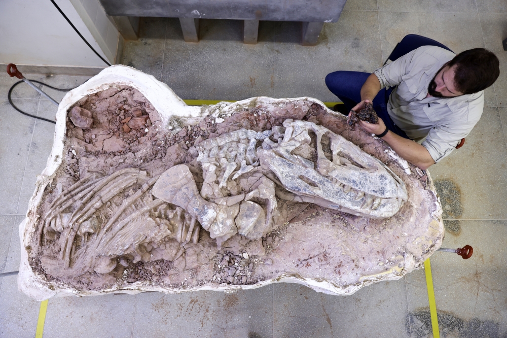 Paleontologist, Rodrigo Temp Muller, holds a fossil called Gondwanax paraisensis, Brazil. — Reuters 