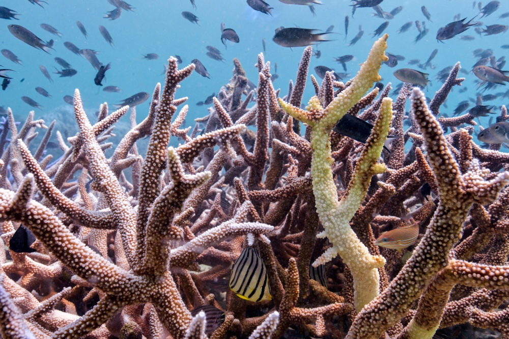 Bleached corals are seen in a reef in Koh Mak, Trat province, Thailand.  — Reuters file photo