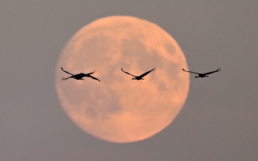 The moon rises as cranes migrate to their resting places near Linum, Brandenburg, eastern Germany 