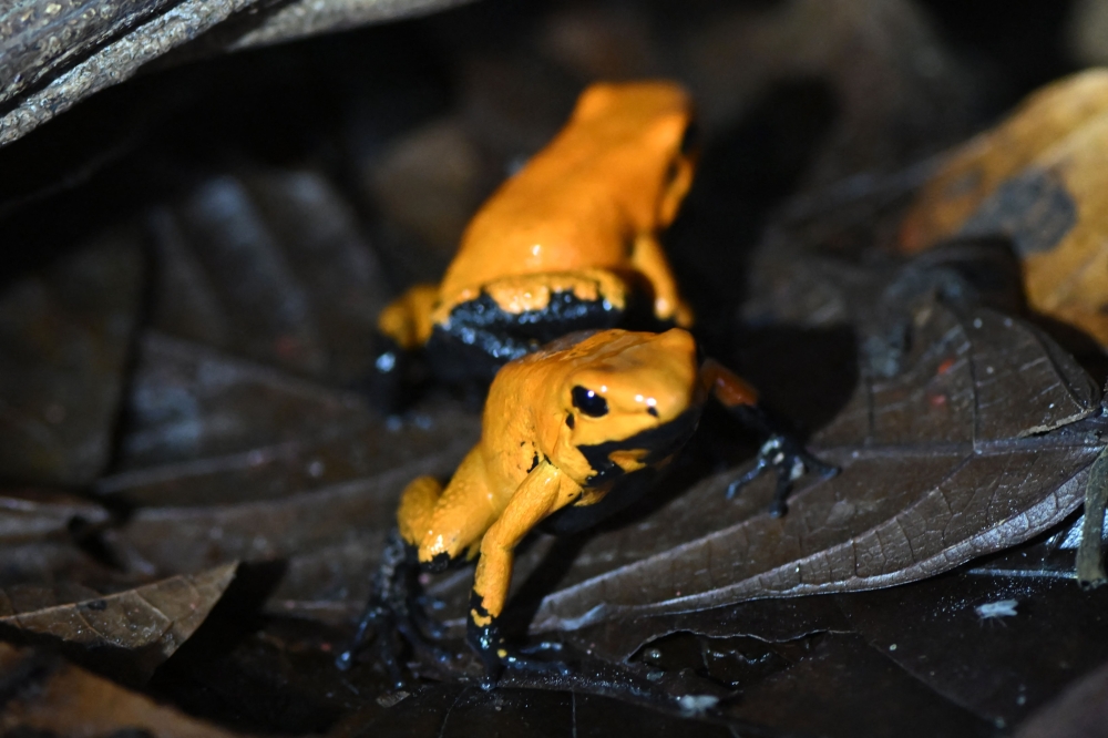 Golden poison frogs (Phyllobates terribilis) are pictured at the Tesoros de Colombia (Treasures of Colombia) sustainable farm in Nocaima, Cundinamarca department, Colombia, on July 9, 2024. Hundreds of exotic frogs are bred in a sustainable farm to then be sold to foreign collectors as a "practical solution" against their illegal trafficking. (Photo by Raul ARBOLEDA / AFP)


