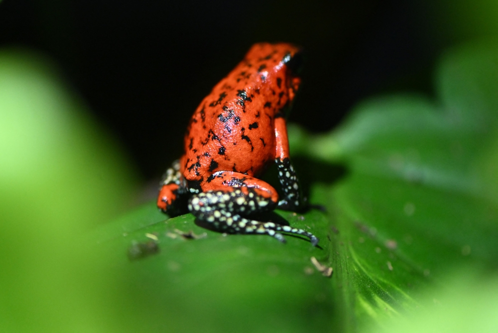 A devil poison frog (Oophaga sylvatica), also known as kiki, is pictured at the Tesoros de Colombia (Treasures of Colombia) sustainable farm in Nocaima, Cundinamarca department, Colombia, on July 9, 2024. Hundreds of exotic frogs are bred in a sustainable farm to then be sold to foreign collectors as a "practical solution" against their illegal trafficking. (Photo by Raul ARBOLEDA / AFP)

