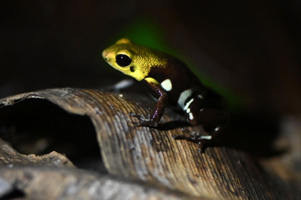 An Andean golden poison frog (Andinobates supata) is pictured at the Tesoros de Colombia (Treasures of Colombia) sustainable farm in Nocaima, Cundinamarca department, Colombia, on July 9, 2024. Hundreds of exotic frogs are bred in a sustainable farm to then be sold to foreign collectors as a "practical solution" against their illegal trafficking. (Photo by Raul ARBOLEDA / AFP)

