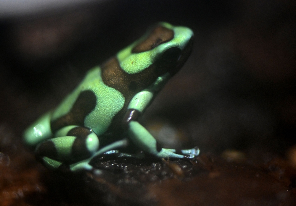 A poison dart frog (Dendrobates auratus) is pictured at the Tesoros de Colombia (Treasures of Colombia) sustainable farm in Nocaima, Cundinamarca department, Colombia, on July 9, 2024. Hundreds of exotic frogs are bred in a sustainable farm to then be sold to foreign collectors as a "practical solution" against their illegal trafficking. (Photo by Raul ARBOLEDA / AFP)

