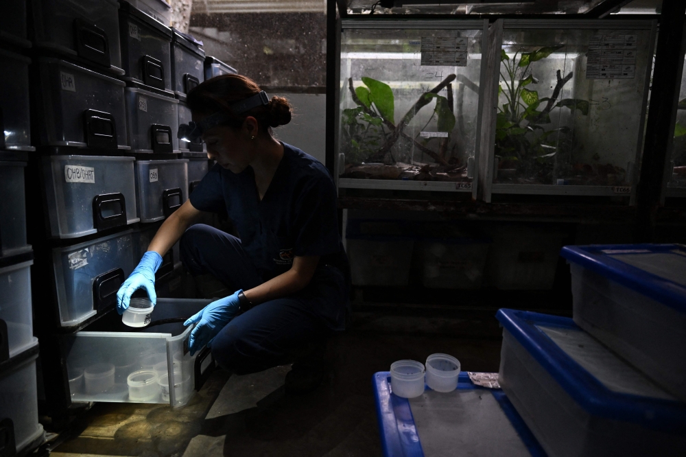 Zootechnician Alejandra Curubo handles tadpole samples at the Tesoros de Colombia (Treasures of Colombia) sustainable farm in Nocaima, Cundinamarca department, Colombia, on July 9, 2024. Hundreds of exotic frogs are bred in a sustainable farm to then be sold to foreign collectors as a "practical solution" against their illegal trafficking. (Photo by Raul ARBOLEDA / AFP)


