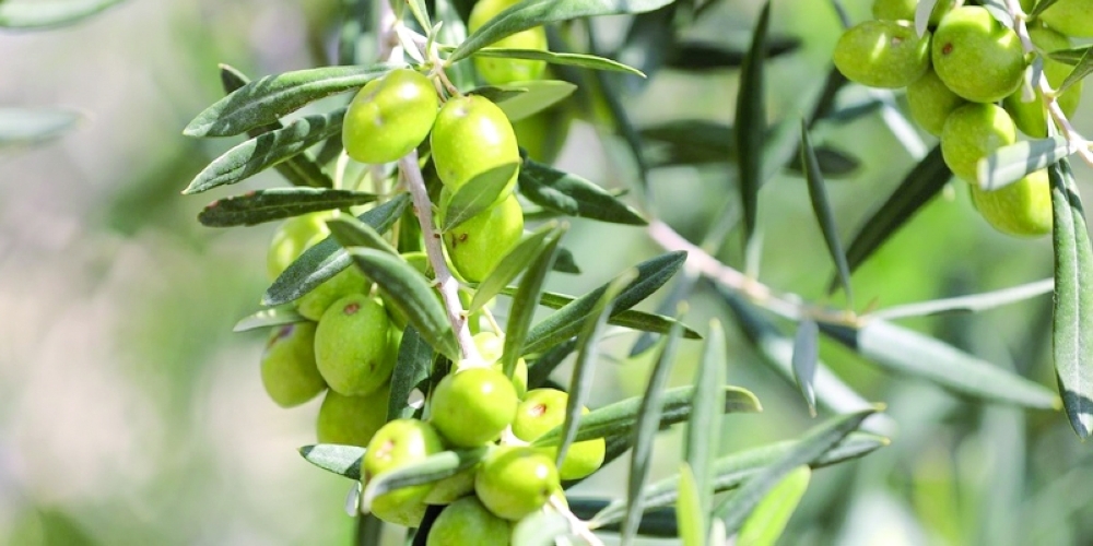 The ministry is currently planting 5,000 olive tree seedlings imported from Italy