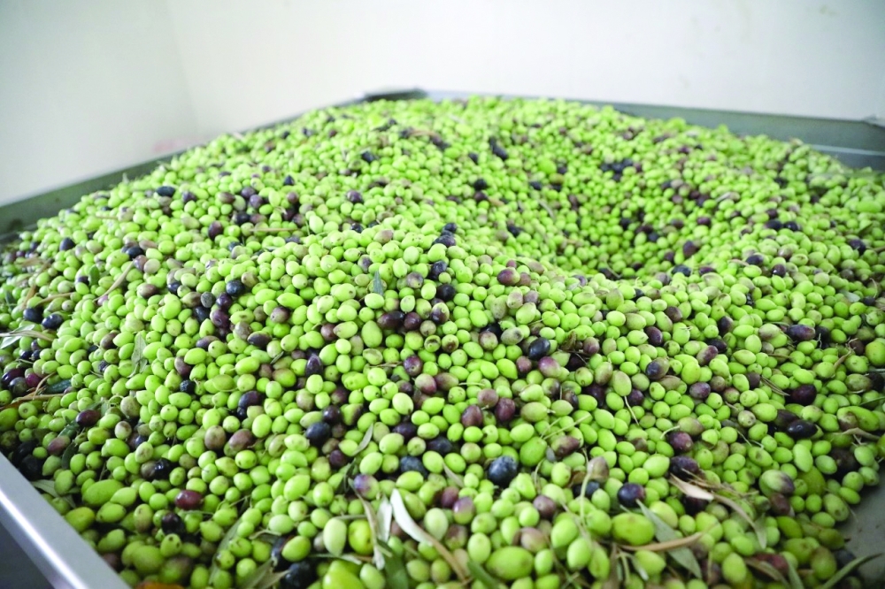 Olive oil sales in Al Jabal Al Akhdhar reach RO 200,000 last year