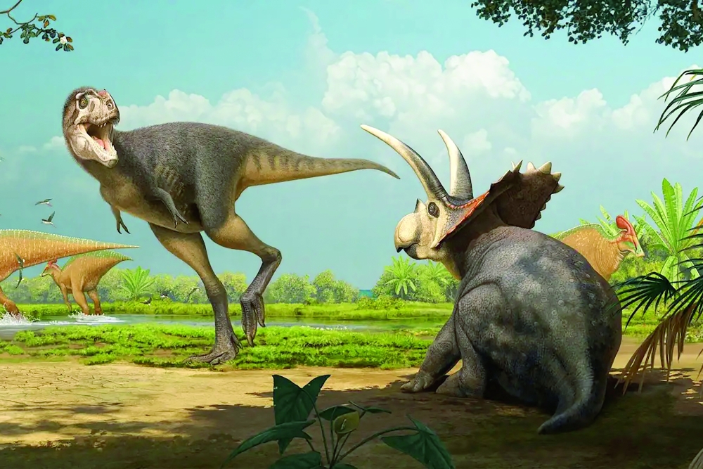 An artist’s concept of Labocania aguillonae, a long-legged Mexican tyrannosaur, confronting a Coahuilaceratops. (Rivera-Sylva and Longrich, Fossil Studies 2024 via The New York Times)