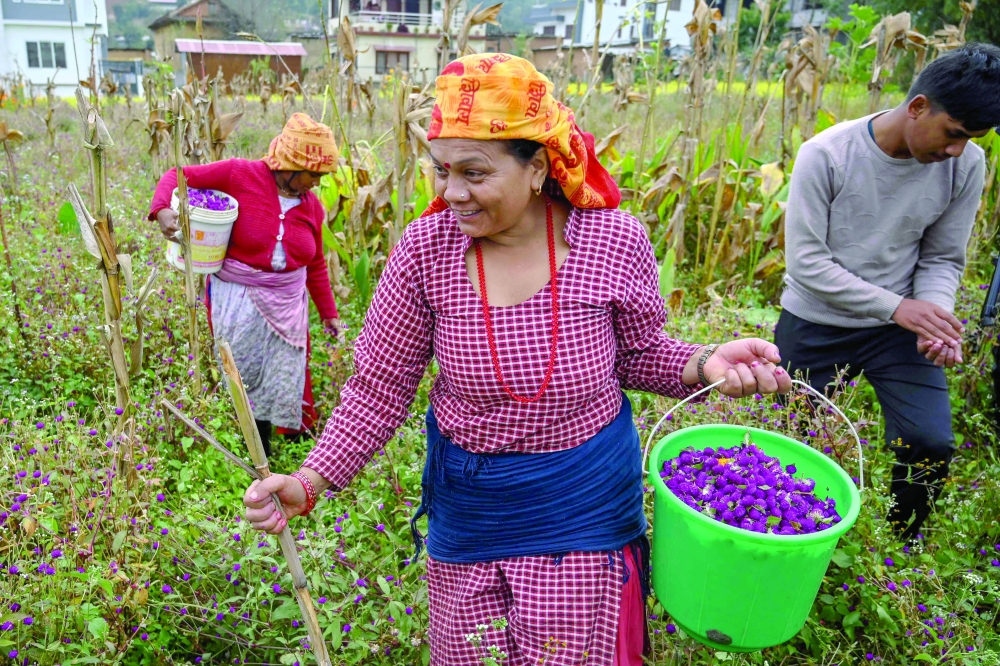 Nepali women's flowering prosperity from garland industry