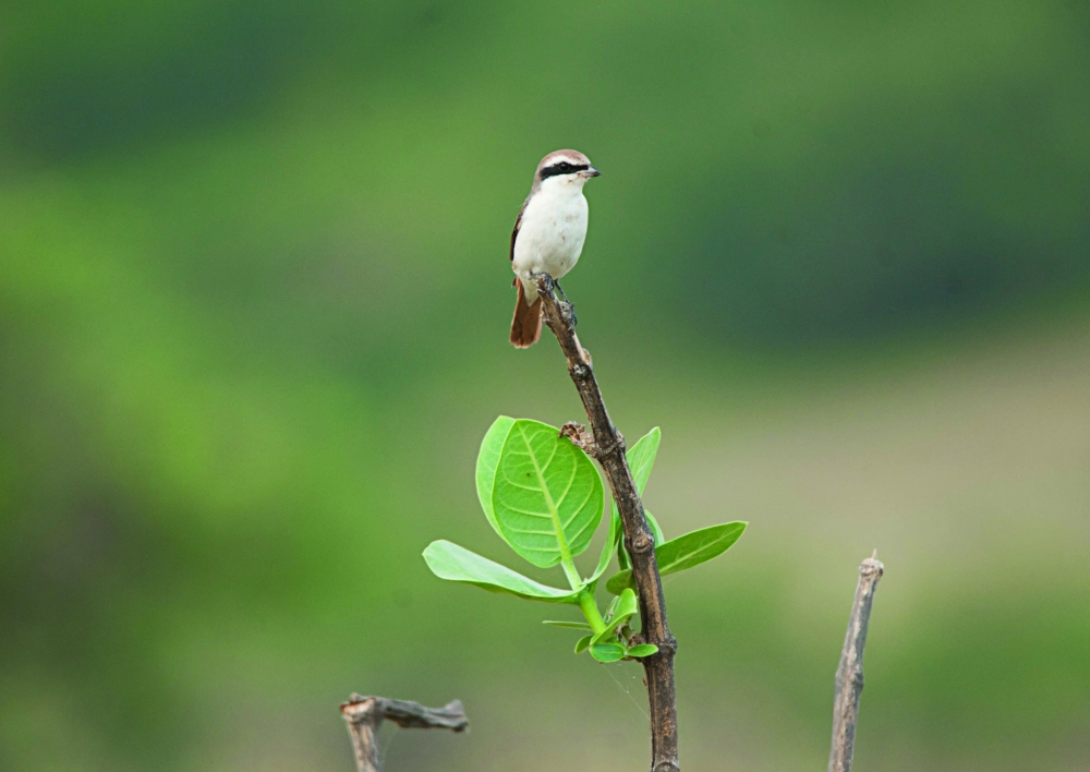 Red-Backed Shrike lives in a variety of habitats, such as open forests, especially those rich in acacia trees