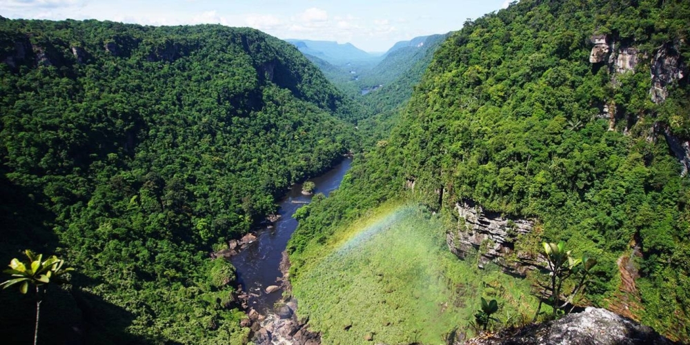 Individuals, countries, and NGOs are stepping up to protect and preserve the world’s forests from devastation.