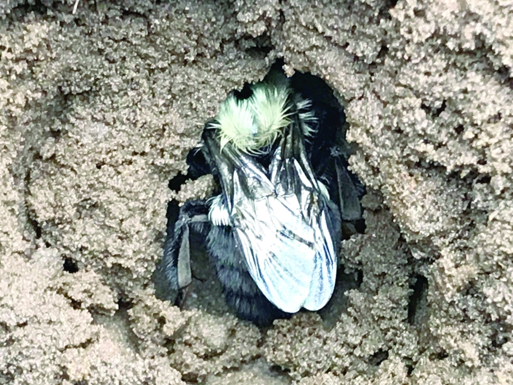 An undated photo provided by Sabrina Rondeau shows Bumblebee queens starting new colonies in the spring after burrowing into soil and spending the winter hibernating alone. 
