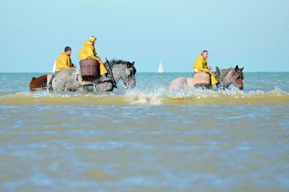 On Belgian coast, fishing on horseback -- and saving a tradition