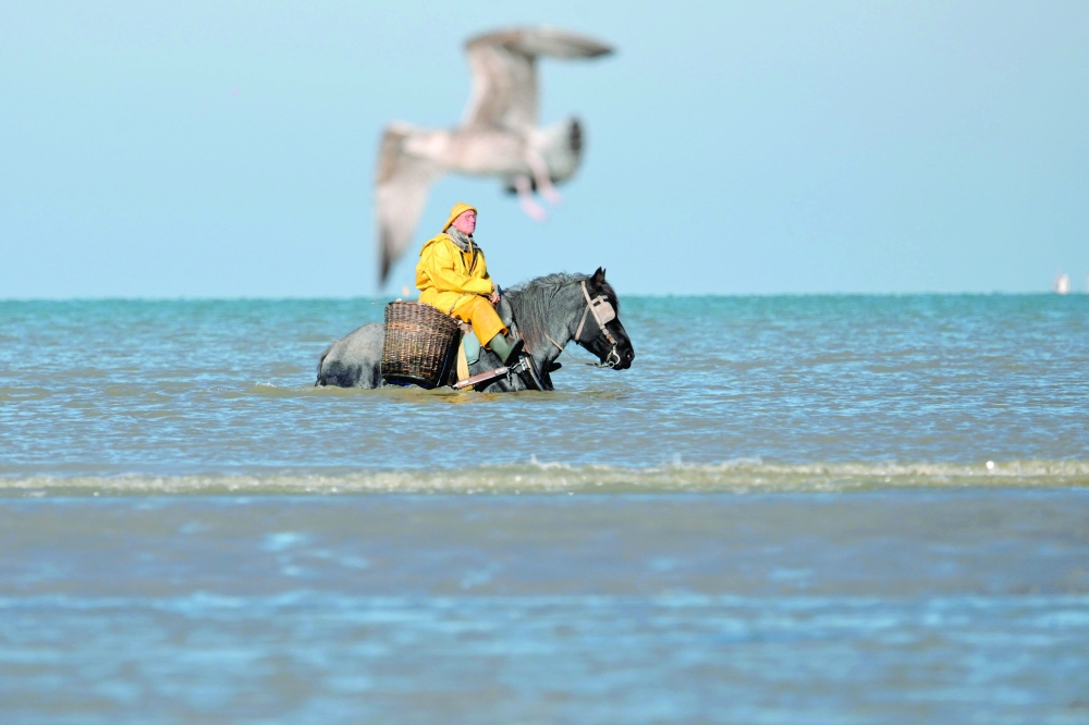 On Belgian coast, fishing on horseback -- and saving a tradition