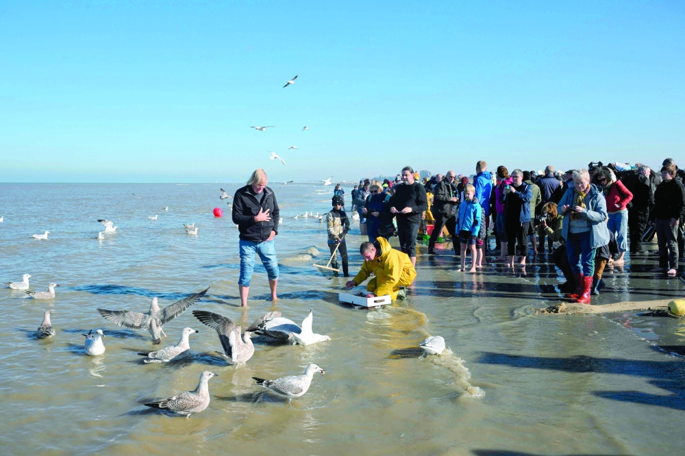 On Belgian coast, fishing on horseback -- and saving a tradition