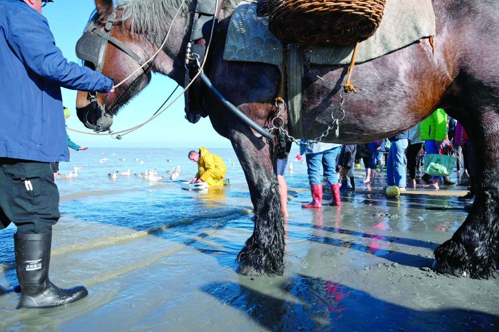 On Belgian coast, fishing on horseback -- and saving a tradition