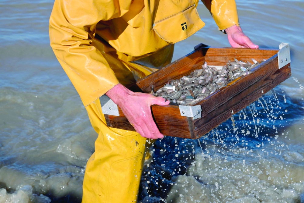 On Belgian coast, fishing on horseback -- and saving a tradition
