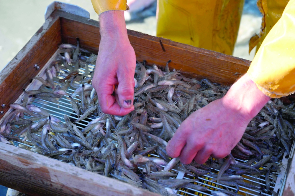 On Belgian coast, fishing on horseback -- and saving a tradition