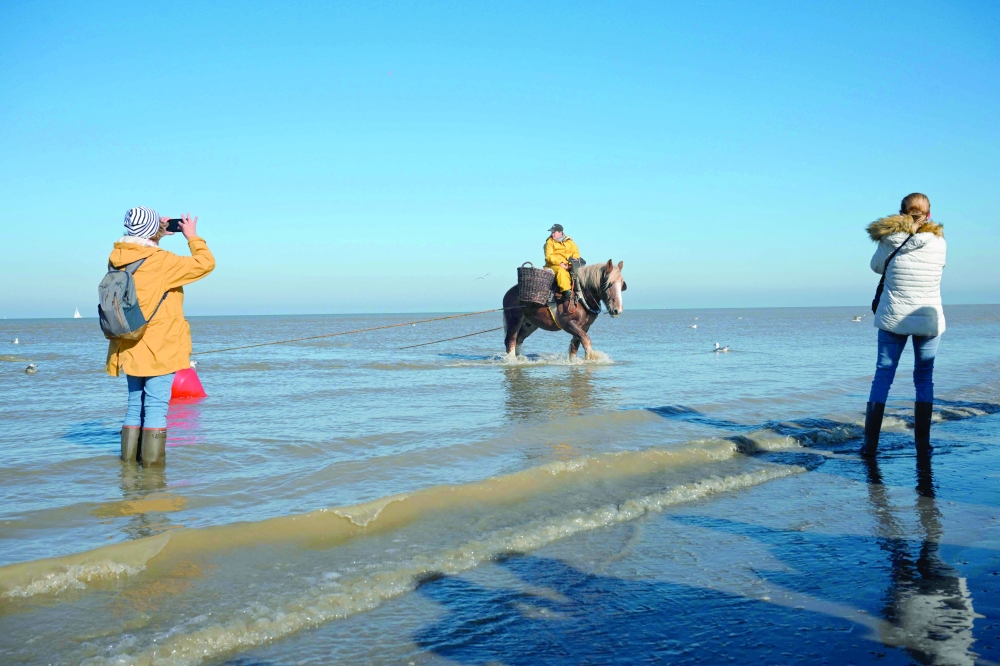 On Belgian coast, fishing on horseback -- and saving a tradition
