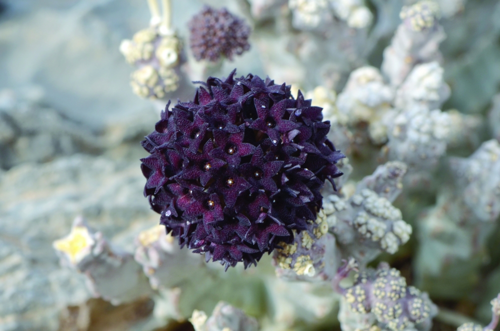 The amazing things you didn't know about the canyons of Wadi Fins