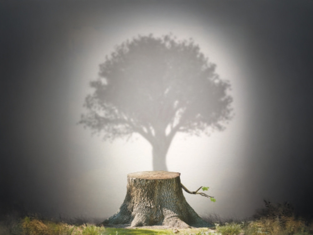 A crime against environment