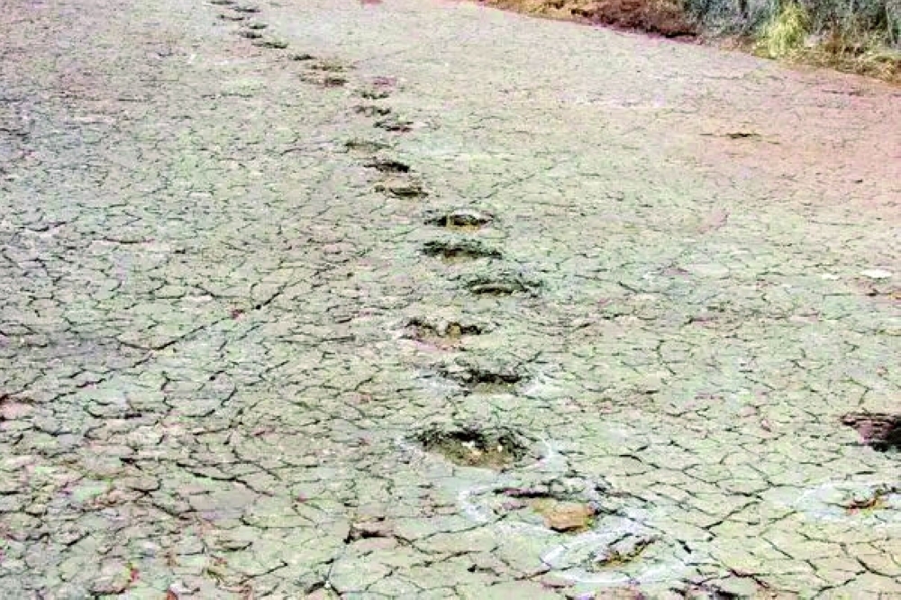 Scientists Discover Similar Dinosaur Footprints on Opposite Sides of the Atlantic