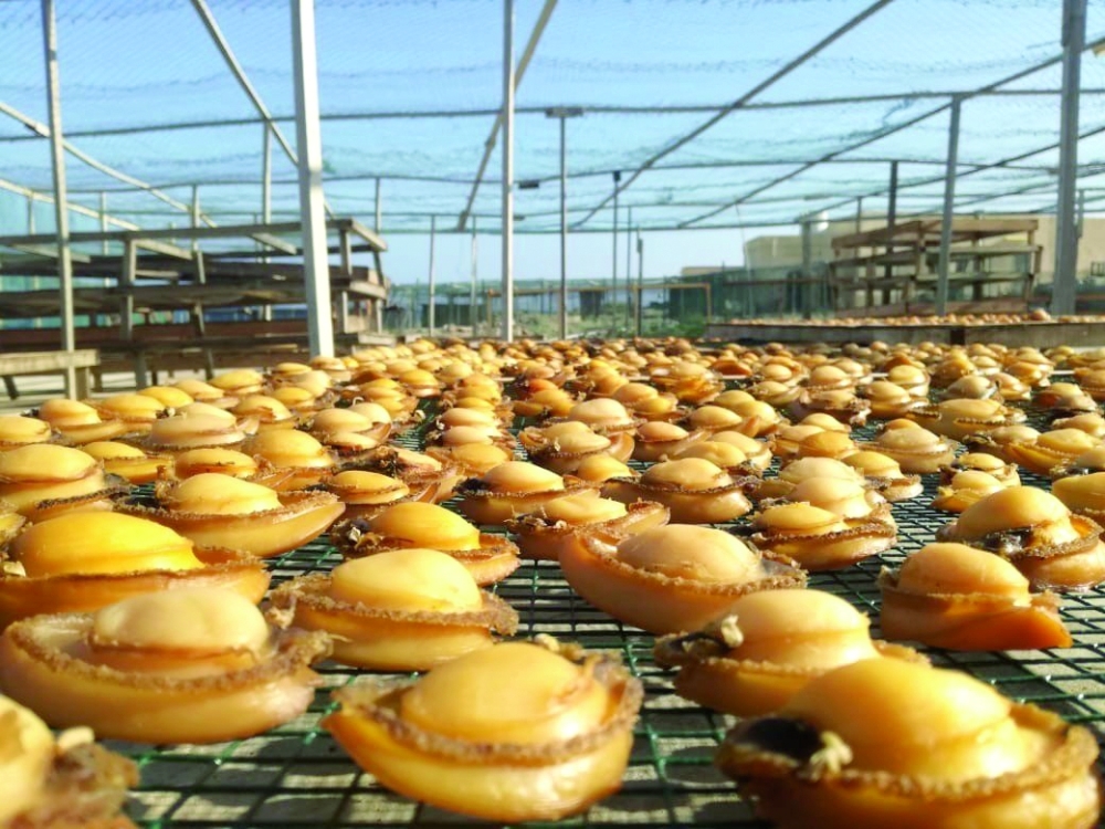 In Dhofar, the unique species Haliotis maria is found, distinguishing it from other types of abalone worldwide