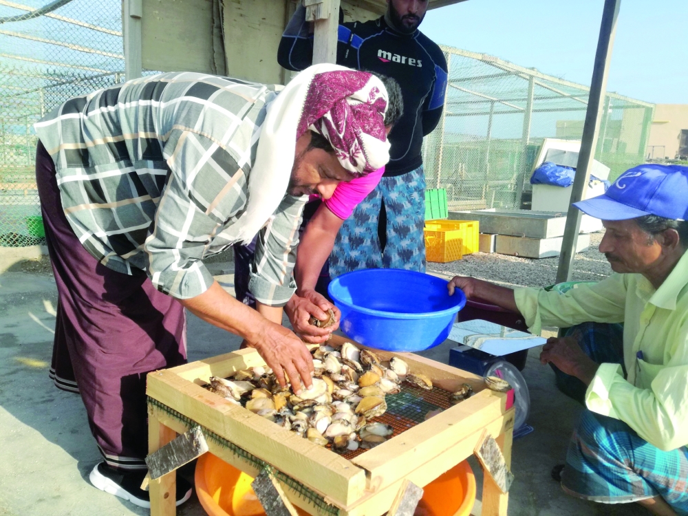  The abalone diving season till November 12 has been imposed with strict guidelines in place to protect this valuable resource
