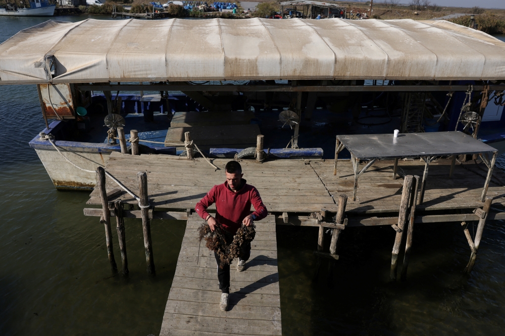 Mussel farmer Anastasios Zakalkas, 35, walks with mussels from his farm at the Thermaic Gulf, near Thessaloniki, Greece, October 29, 2024. REUTERS/Alexandros Avramidis
