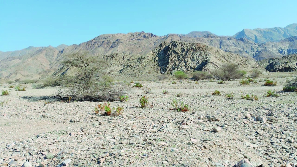 The Nature Reserve lies between a mountain range and the Sea of Oman, covering an area of over 220 square kilometres.