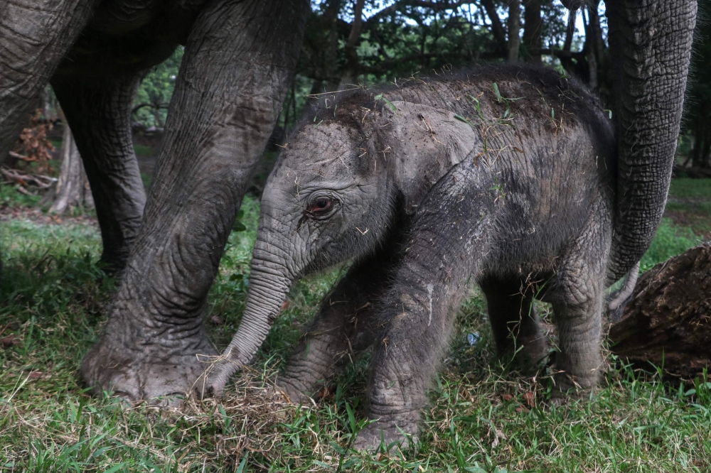 A female Sumatran elephant calf (Elephas Maximus Sumatranus), less than a day old and weighing 104 kg, plays near her mother, named Ngatini, at the Buluh Cina Nature Tourism Park in Kampar Regency, Riau Province, on November 4, 2024. (Photo by WAHYUDI / AFP)

