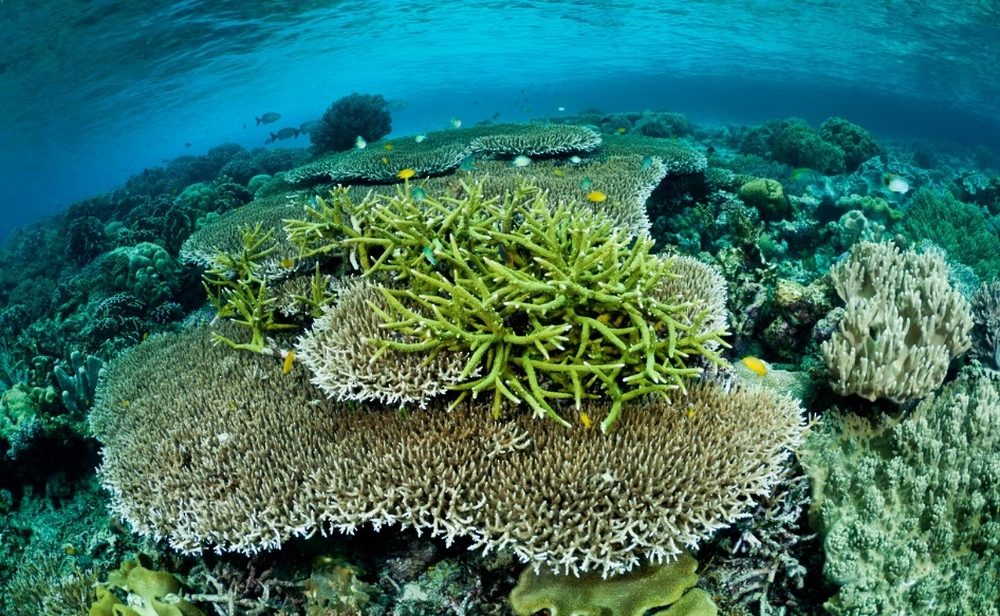 Corals are affected by severe bleaching events, pollution, agricultural runoff, disease and unsustainable fishing.