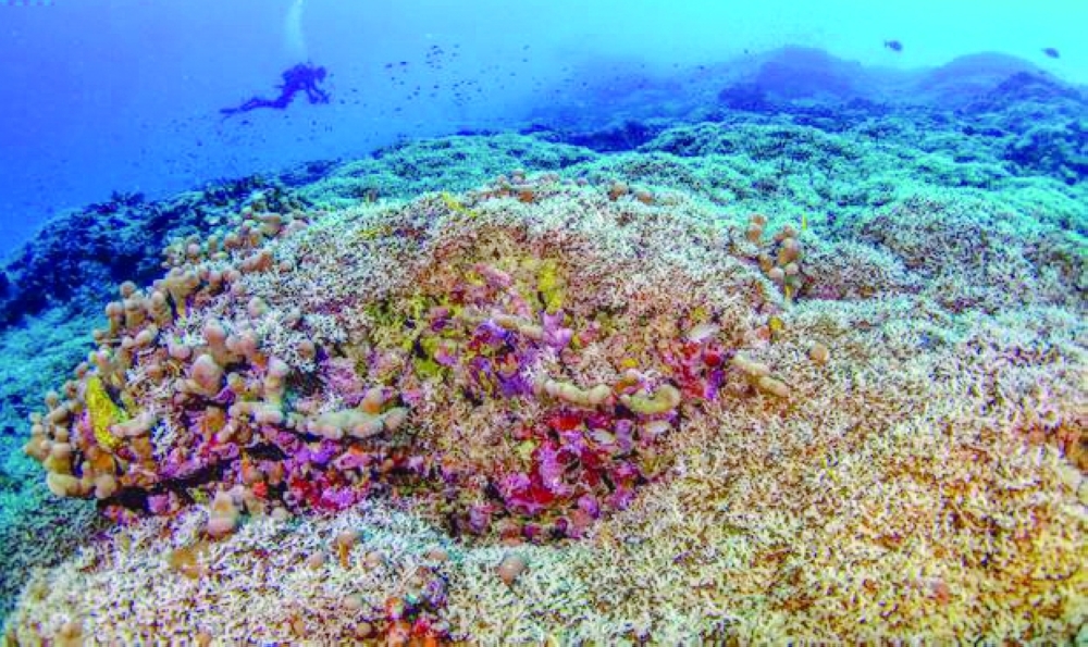 A diver from National Geographic Pristine Seas measures the world's largest coral colony, in the Solomon Islands.