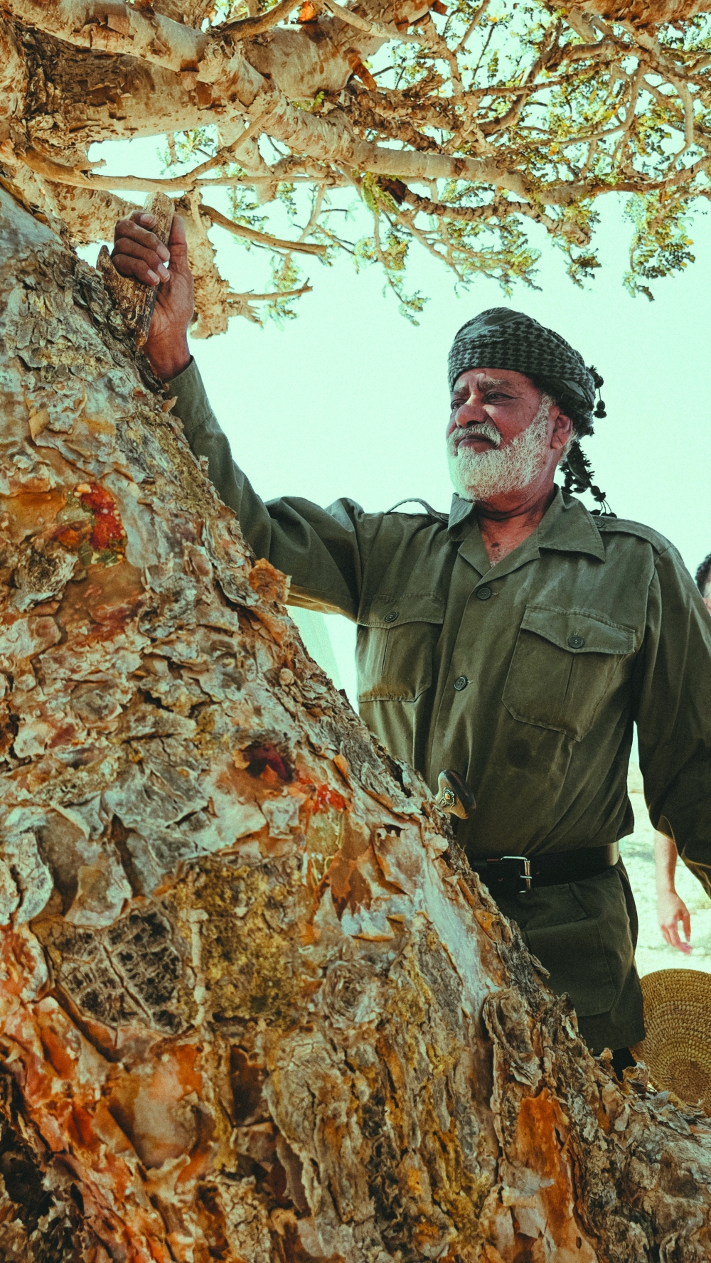 Making cuts on the frankincense tree