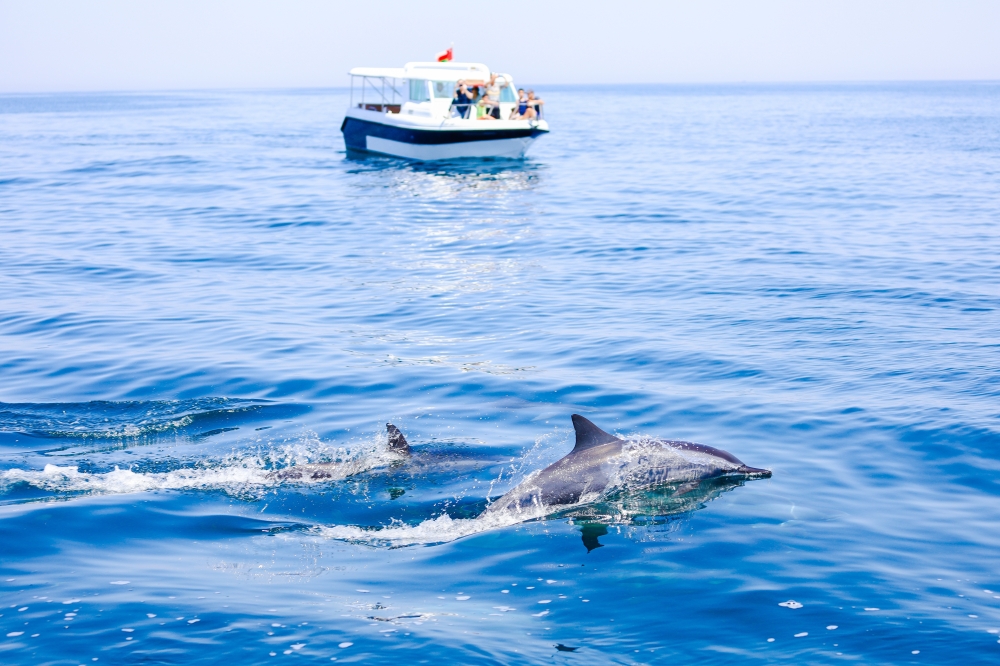 DOLPHIN WATCH - JAISON CHACKO