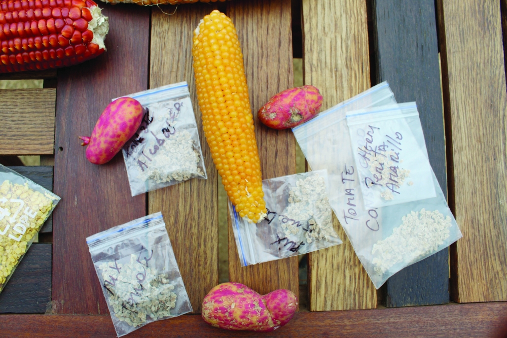 Chile's 'seed guardians' grow and protect forgotten food varieties