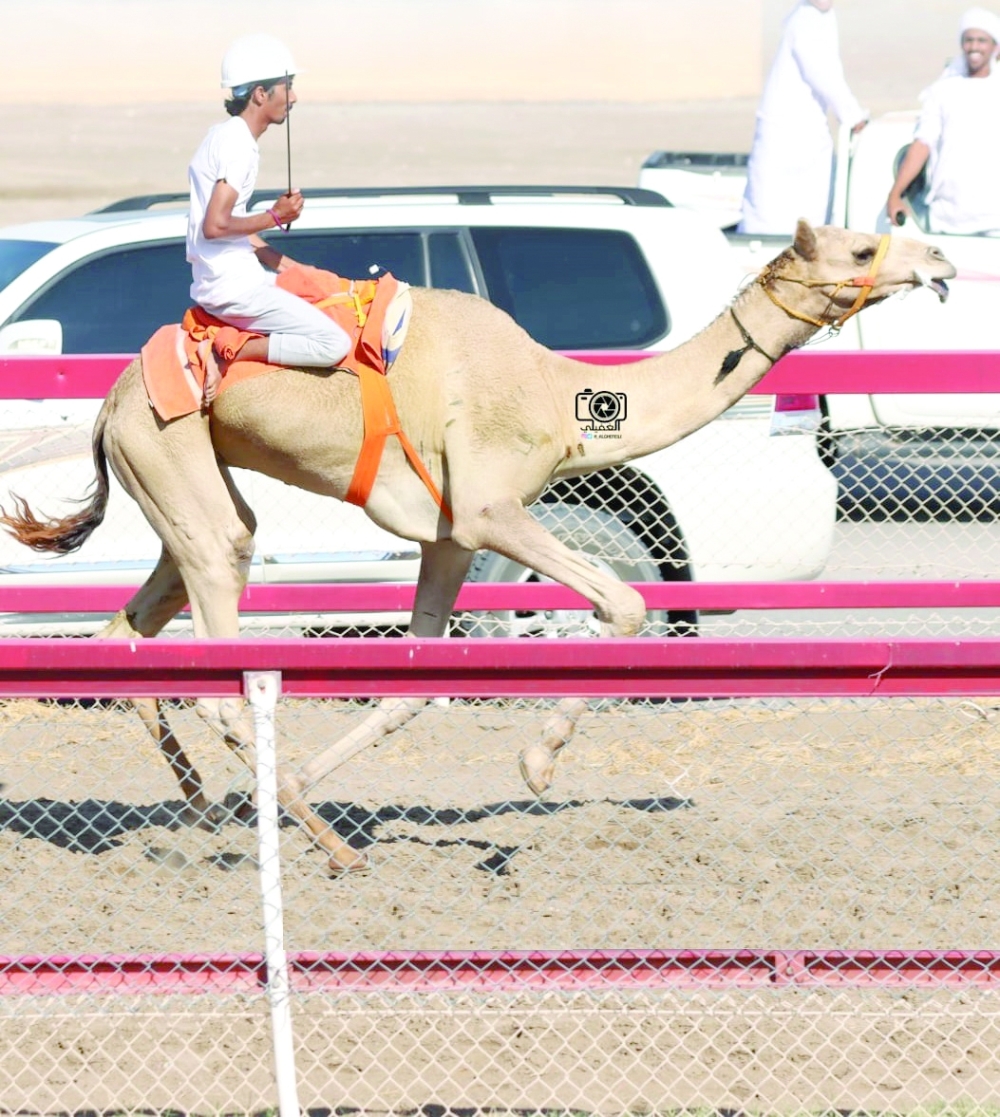 Barka hosts fourth race of Oman Camel Racing season
