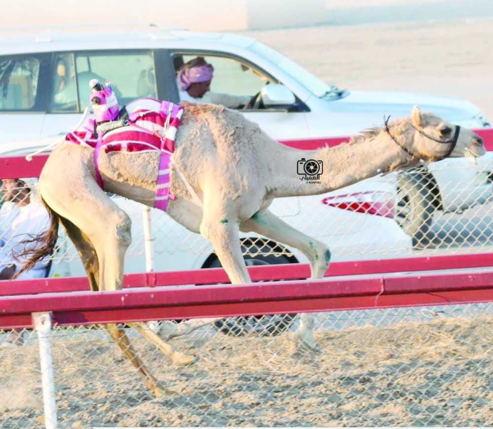 Fourth camel race concludes in Barka today