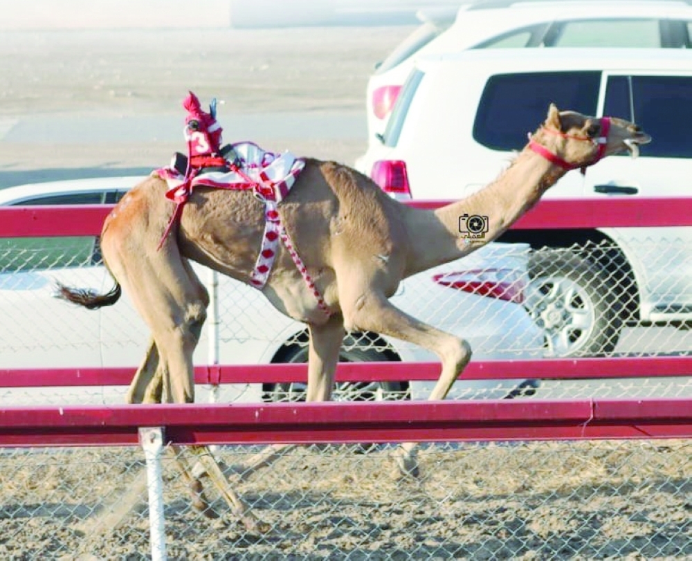 Fourth camel race concludes in Barka today