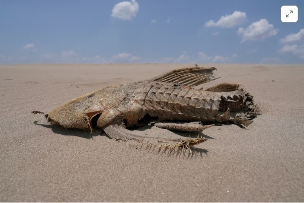 A fish carcass is seen on a sandbank that emerged in the middle of the Solimoes River in the Amazon Basin, which is suffering from the worst drought on record