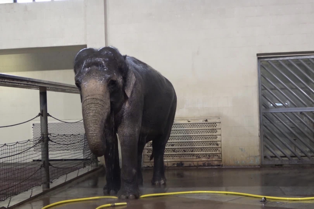 Mary, an Asian elephant at the Berlin Zoo who has learned to use a hose to shower herself. (Urban et al., Current Biology 2024 via The New York Times). 