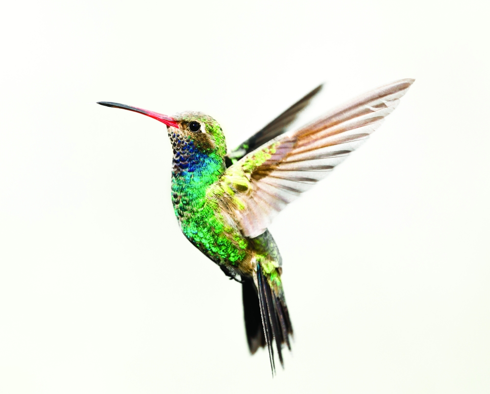 Drone designers take cues from hummingbirds