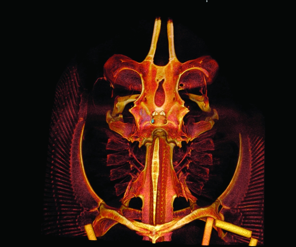 An undated photo provided by Disney’s Animals, Science, and Environment shows a bowmouth guitarfish cranium. 
