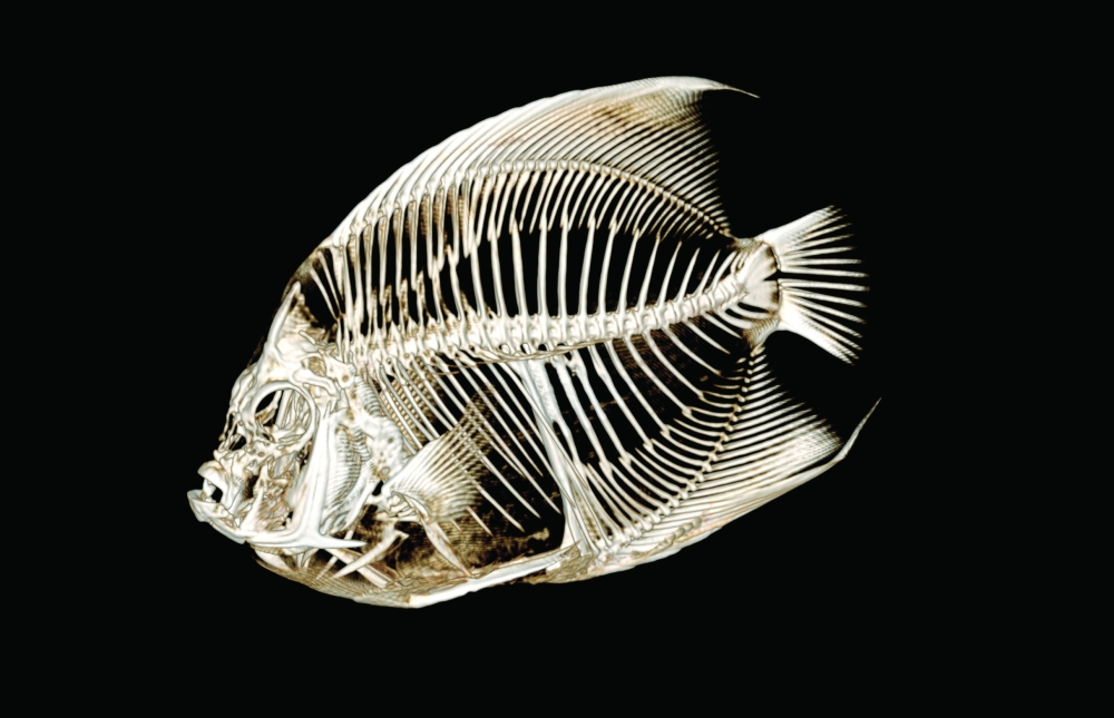 An undated photo provided by Denver Zoo Conservation Alliance shows an angelfish. 