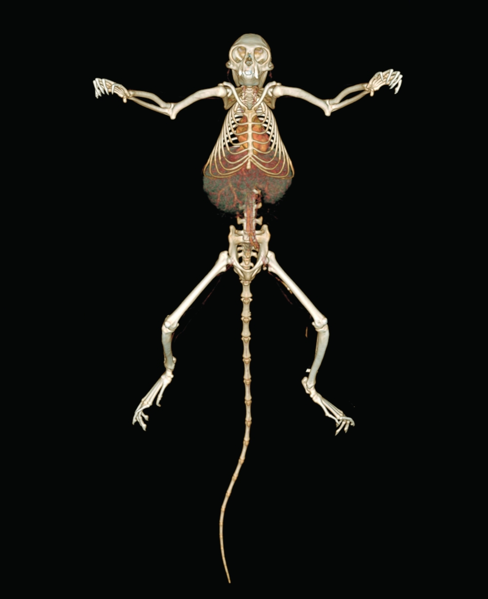 An undated photo provided by Denver Zoo Conservation Alliance shows the tamarin monkey. 