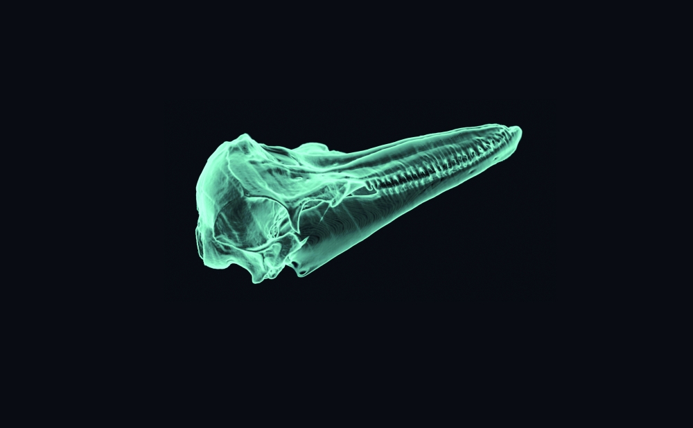 An undated photo provided by Brookfield Zoo Chicago shows a dolphin skull. 