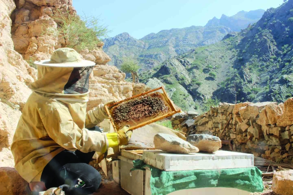 Harvesting honey in Oman's rugged mountains is a must-try experience