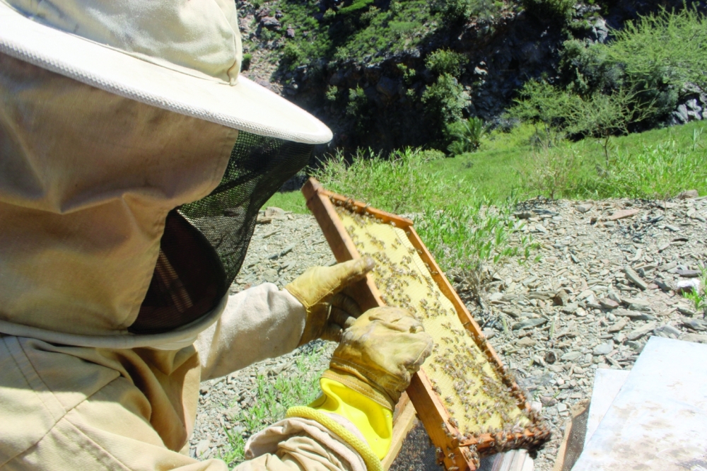 Harvesting honey in Oman's rugged mountains is a must-try experience